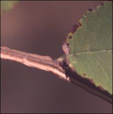 Ulmus alata (Native)   (click for a larger preview)