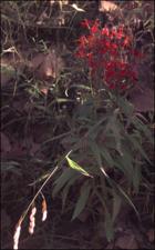 Lobelia cardinalis (Native) 2   (click for a larger preview)