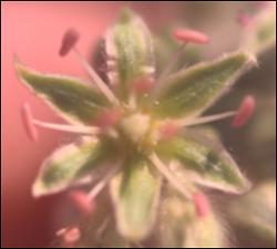 Eriogonum longifolium (Native) 4   (click for a larger preview)