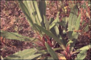 Eriogonum longifolium (Native) 10   (click for a larger preview)