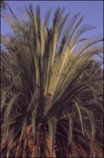 Macrozamia johnsonii (Cultivated)   (click for a larger preview)