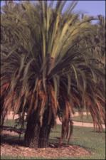 Macrozamia johnsonii (Cultivated) 2   (click for a larger preview)