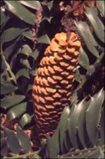 Encephalartos ferox  (Cultivated) 2   (click for a larger preview)