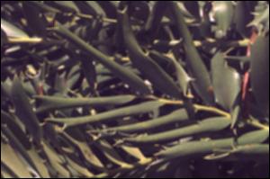 Encephalartos ferox  (Cultivated) 4   (click for a larger preview)