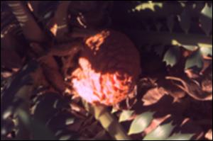 Encephalartos ferox  (Cultivated) 6   (click for a larger preview)
