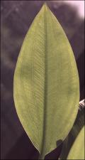 Sagittaria graminea? (Native)   (click for a larger preview)