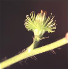 Agrimonia striata (Native)   (click for a larger preview)