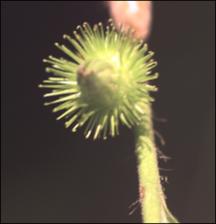 Agrimonia striata (Native) 2   (click for a larger preview)