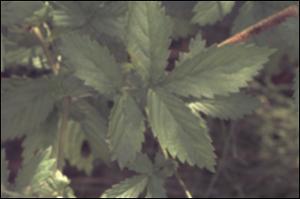 Agrimonia striata (Native) 3   (click for a larger preview)