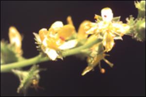 Agrimonia striata (Native) 4   (click for a larger preview)