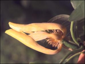 Magnolia acuminata (Native) 4   (click for a larger preview)
