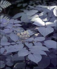 Aralia racemosa  (Native)   (click for a larger preview)