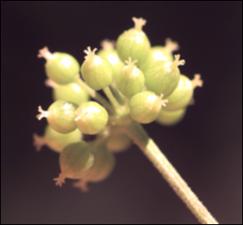 Aralia racemosa  (Native) 6   (click for a larger preview)