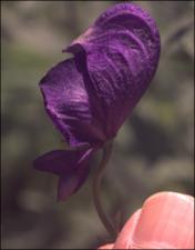 Aconitum sp. (Cultivated)   (click for a larger preview)