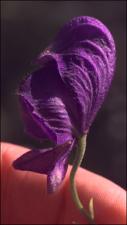 Aconitum sp. (Cultivated) 3   (click for a larger preview)
