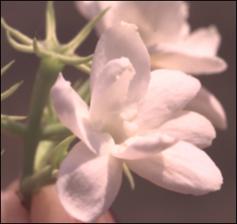 Jasminum sambac (Cultivated) 5   (click for a larger preview)