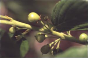 Rhamnus alnifolia  (Native) 2   (click for a larger preview)