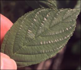 Rhamnus alnifolia  (Native) 3   (click for a larger preview)