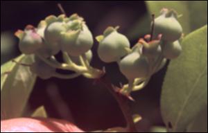 Vaccinium corymbosum (Native)   (click for a larger preview)