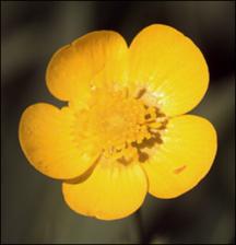 Ranunculus acris  (Introduced) 2   (click for a larger preview)