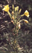 Oenothera biennis (Native)   (click for a larger preview)