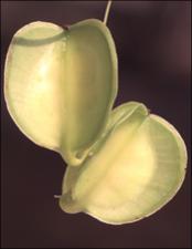 Dioscorea villosa (Native)   (click for a larger preview)