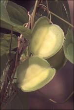 Dioscorea villosa (Native) 2   (click for a larger preview)