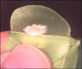 Dioscorea villosa (Native) 5   (click for a larger preview)