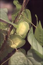 Dioscorea villosa (Native) 6   (click for a larger preview)