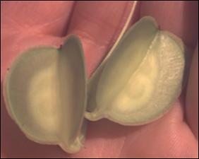 Dioscorea villosa (Native) 8   (click for a larger preview)