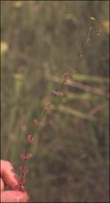 Hypericum mutilum (Native)   (click for a larger preview)