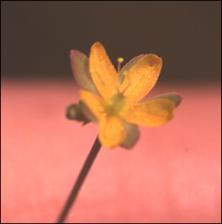 Hypericum mutilum (Native) 2   (click for a larger preview)