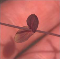 Hypericum mutilum (Native) 5   (click for a larger preview)