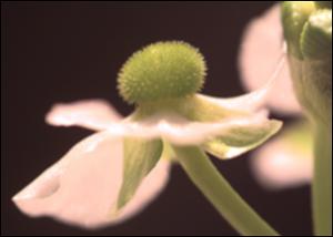 Sagittaria graminea? (Native) 3   (click for a larger preview)