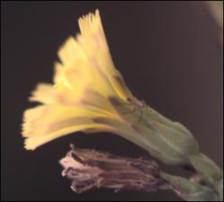 Lactuca serriola (Introduced) 9   (click for a larger preview)