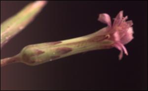 Lactuca hirsuta  var. albiflora  (Native)   (click for a larger preview)