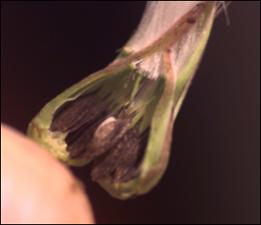 Lactuca hirsuta  var. albiflora  (Native) 2   (click for a larger preview)