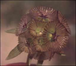 Scabiosa sp. (Cultivated) 2   (click for a larger preview)