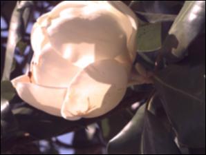 Magnolia grandiflora (Cultivated)   (click for a larger preview)