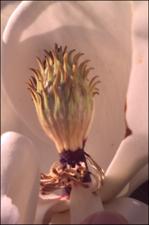 Magnolia grandiflora (Cultivated) 4   (click for a larger preview)