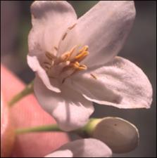 Styrax japonicus  (Cultivated) 3   (click for a larger preview)