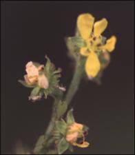 Agrimonia striata (Native) 5   (click for a larger preview)
