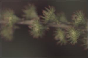 Agrimonia striata (Native) 6   (click for a larger preview)