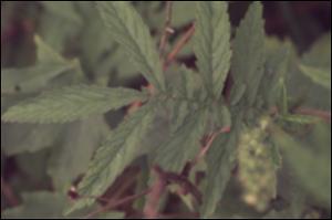 Agrimonia striata (Native) 7   (click for a larger preview)