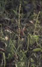 Plantago major (Introduced)   (click for a larger preview)