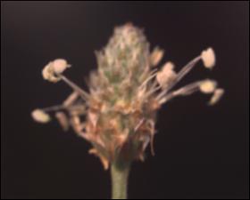 Plantago lanceolata (Introduced)   (click for a larger preview)