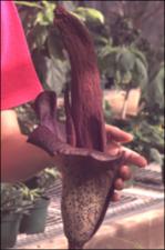 Amorphophallus rivieri (Cultivated) 3   (click for a larger preview)