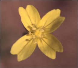 Oenothera linifolia (Native)   (click for a larger preview)