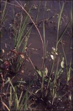 Sagittaria graminea? (Native) 7   (click for a larger preview)