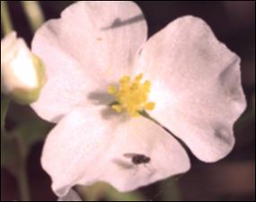 Sagittaria graminea? (Native) 10   (click for a larger preview)